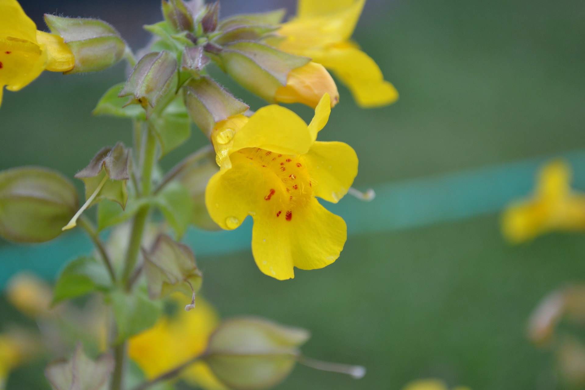 Mimulus fiore