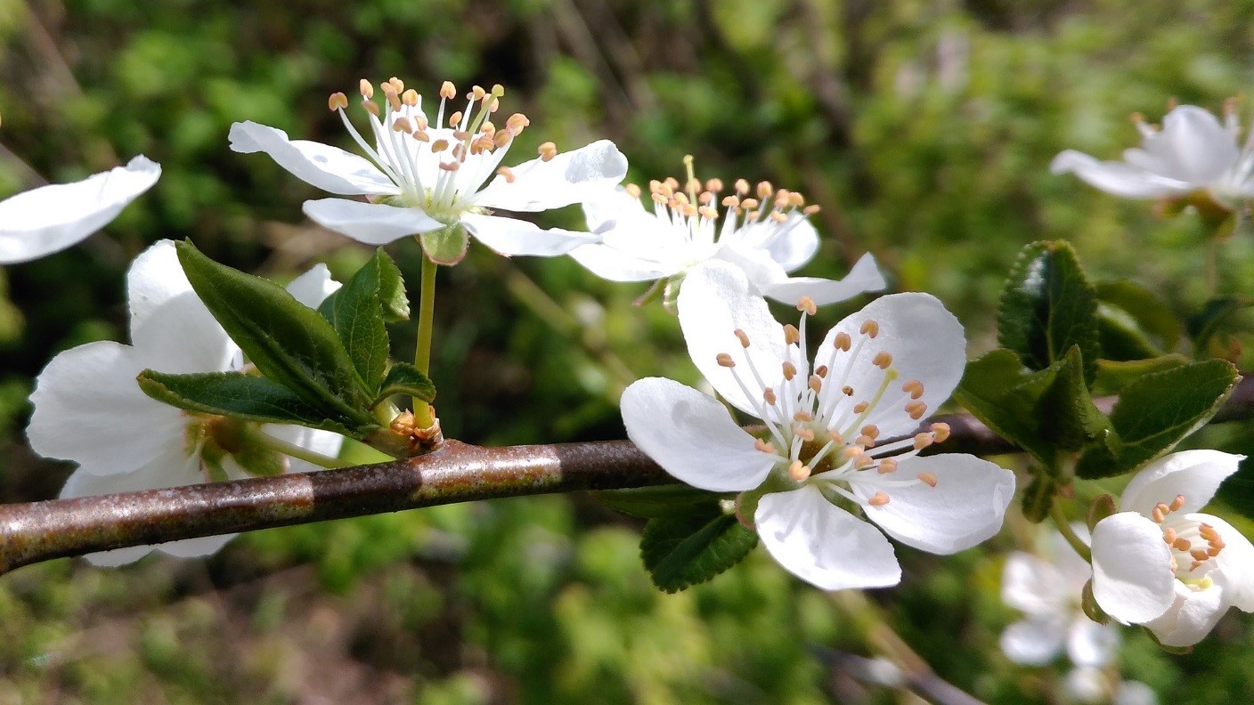 CherryPlum (mirabolano)