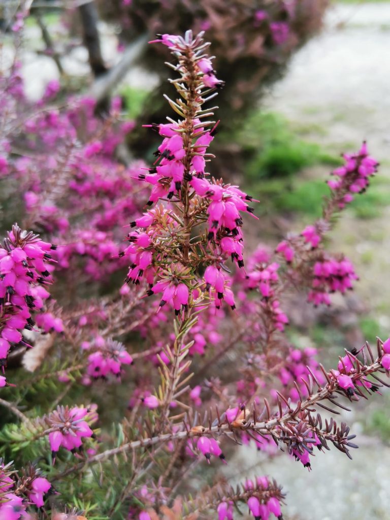 fiore Heather (Erica)