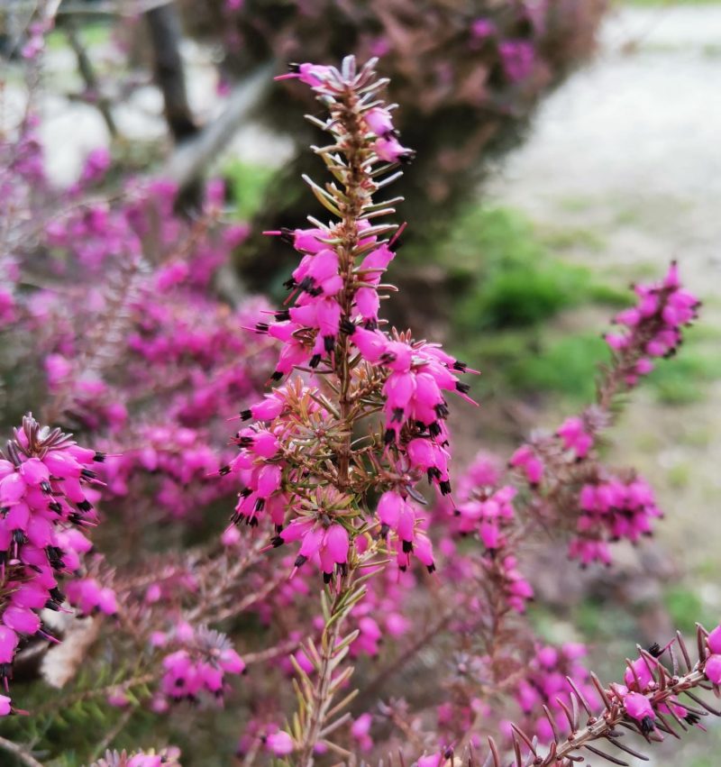 Fiore Heather (Erica)