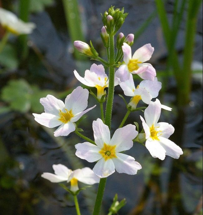 Water Violet