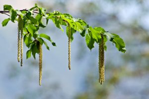 Fiore Hornbeam