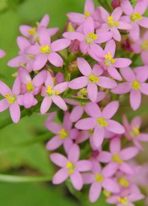 fiore Centaury