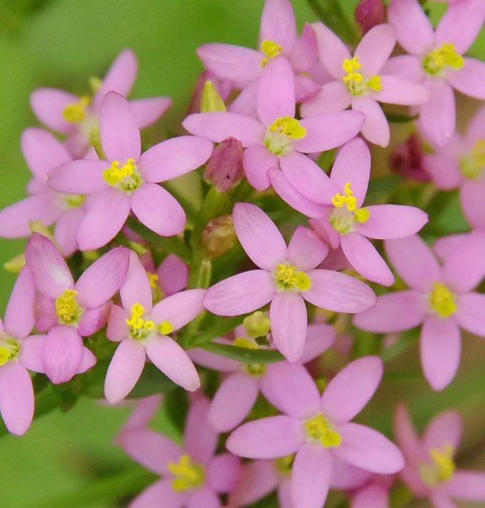 fiore Centaury