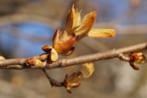 Fiore Chestnut Bud