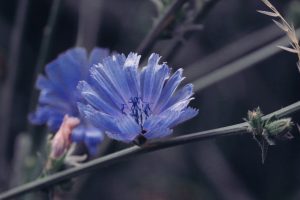 Chicory (Cicoria)