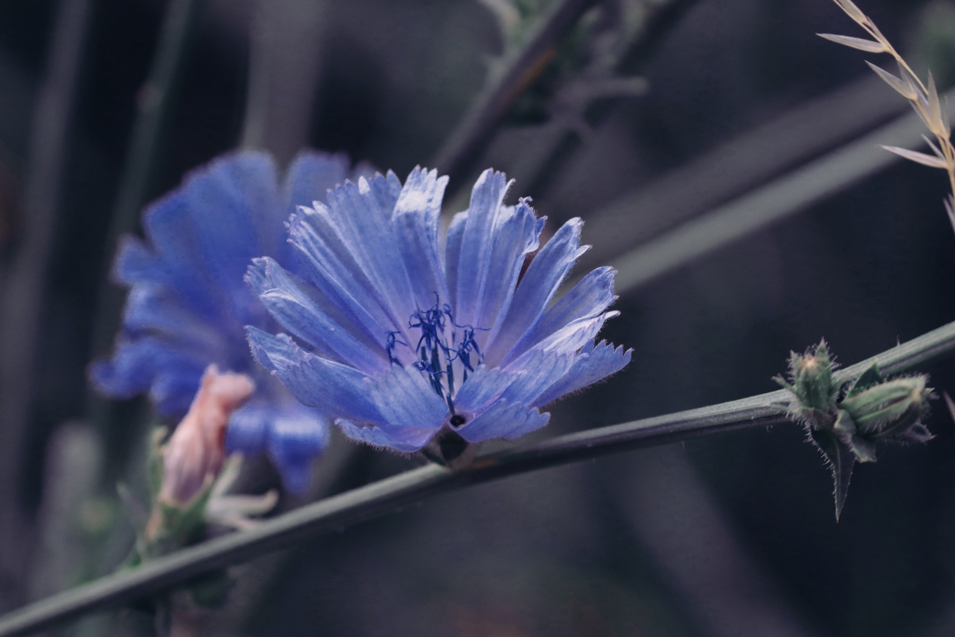 Chicory (Cicoria)