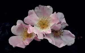 Fiore Wild Rose