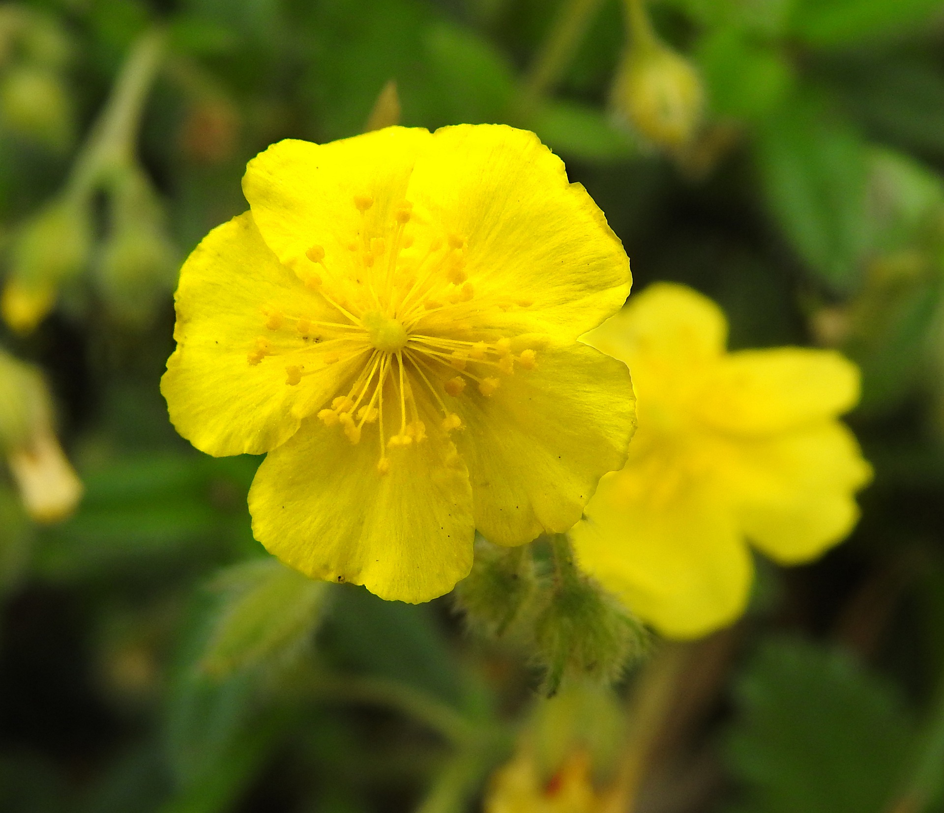 Rock rose (eliantemo)