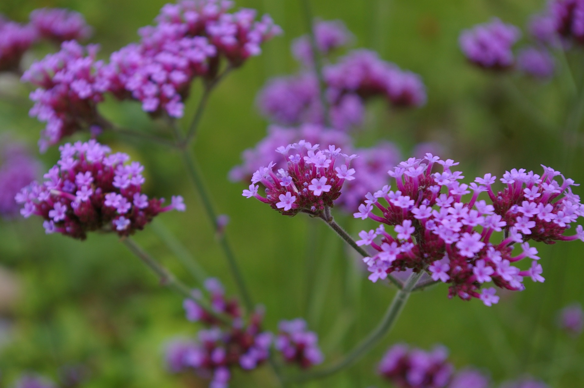 vervain fiore