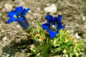 Fiore Gentian