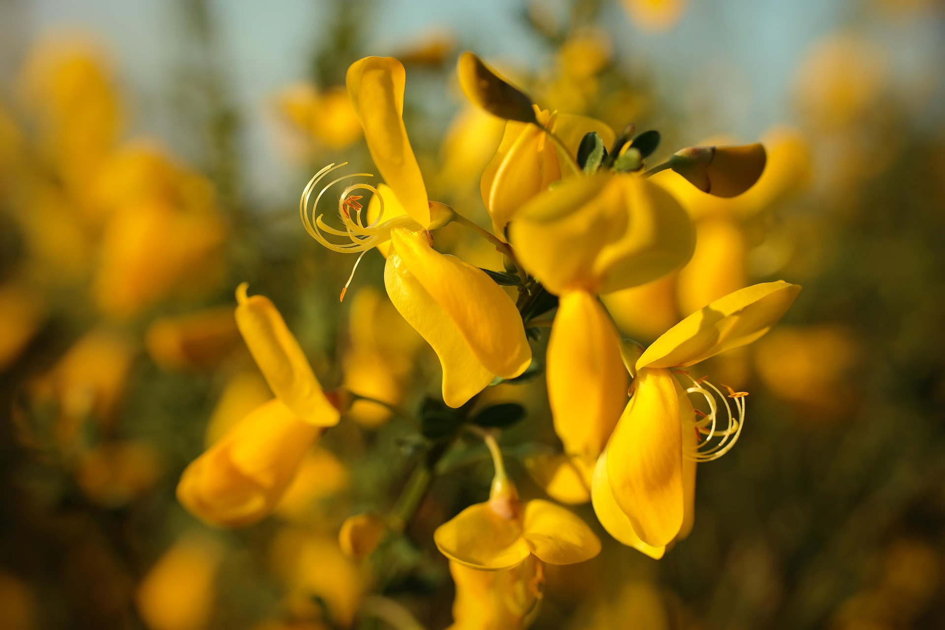 fiore Gorse Ginestra