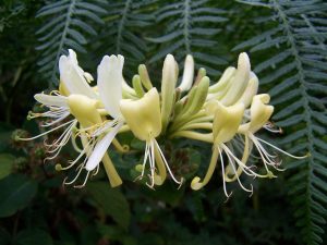 Fiore Honeysuckle