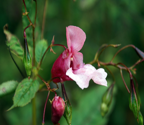 Fiore Impatiens