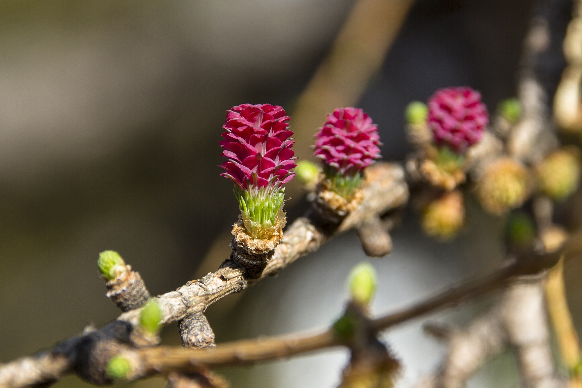 fiore Larch larice