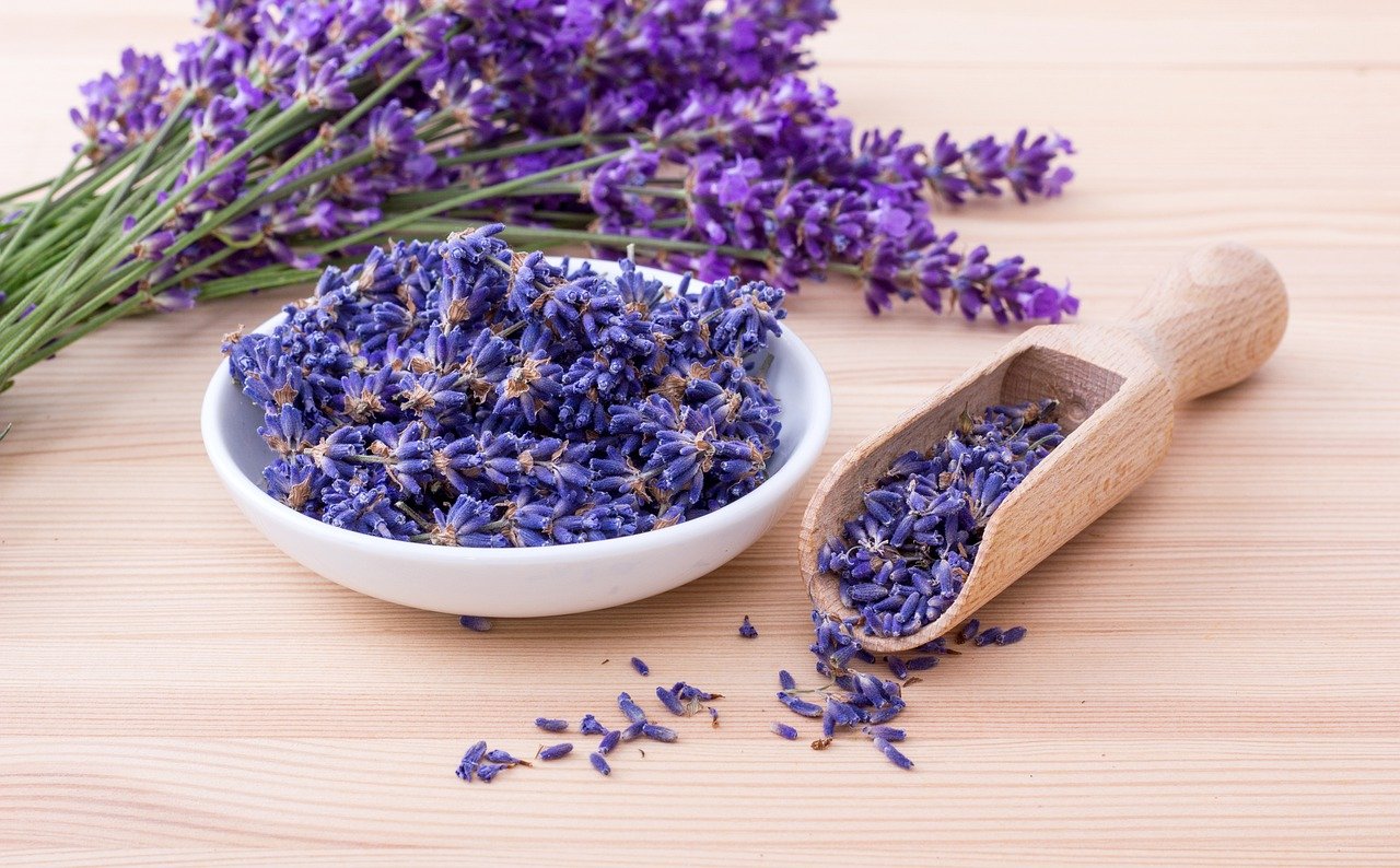 fiori di lavanda