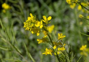 Fiore Mustard Senape