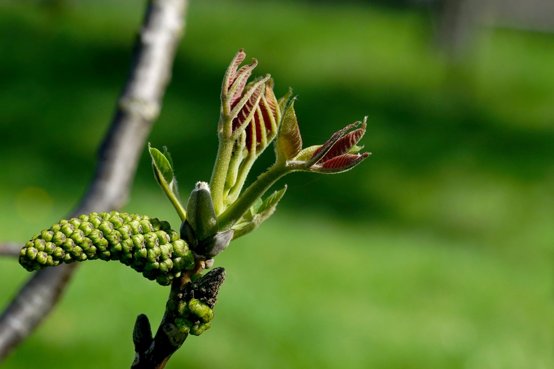 fiore Walnut