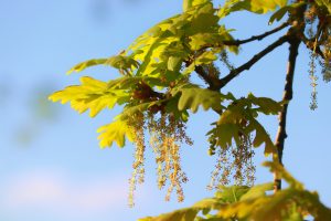 fiore Oak Quercia