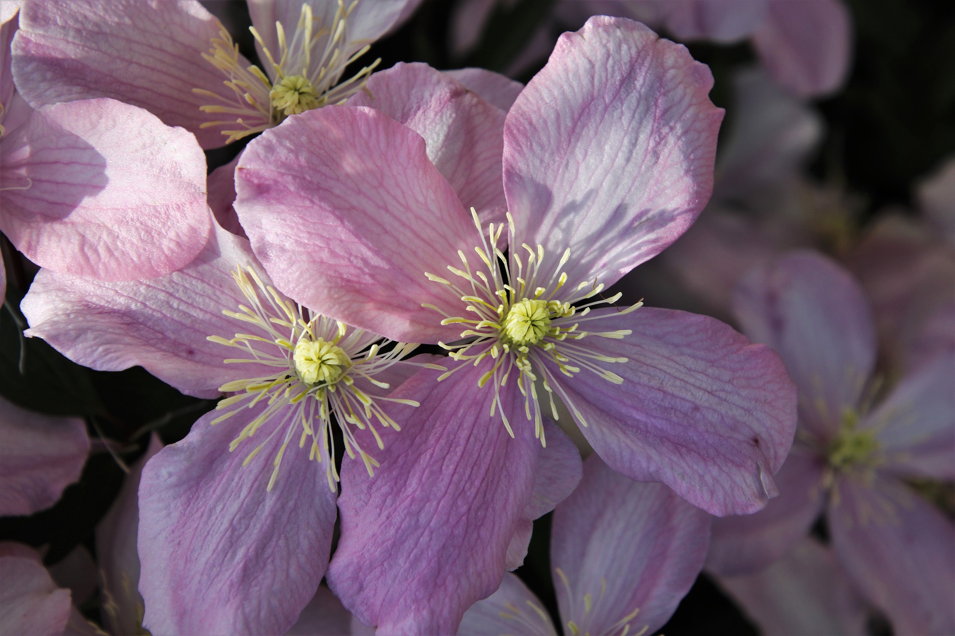 Fiore Clematis