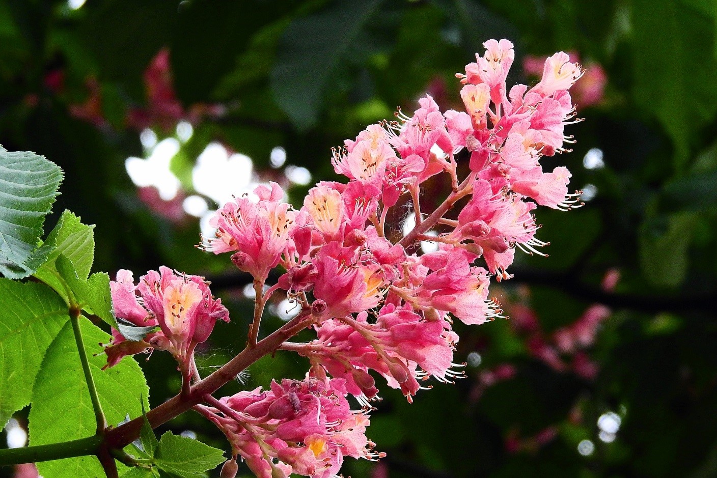 red chestnut fiore