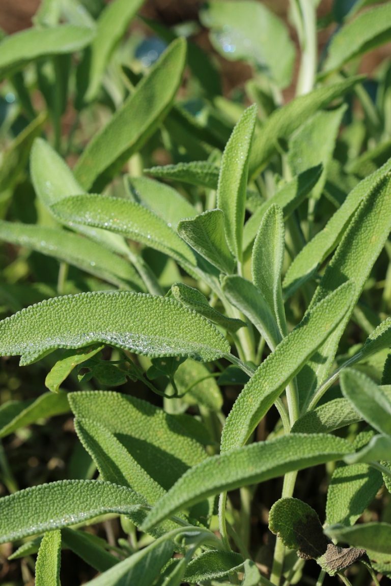 foglie di salvia