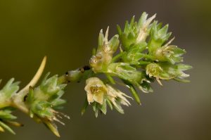 Fiore Sclerantus