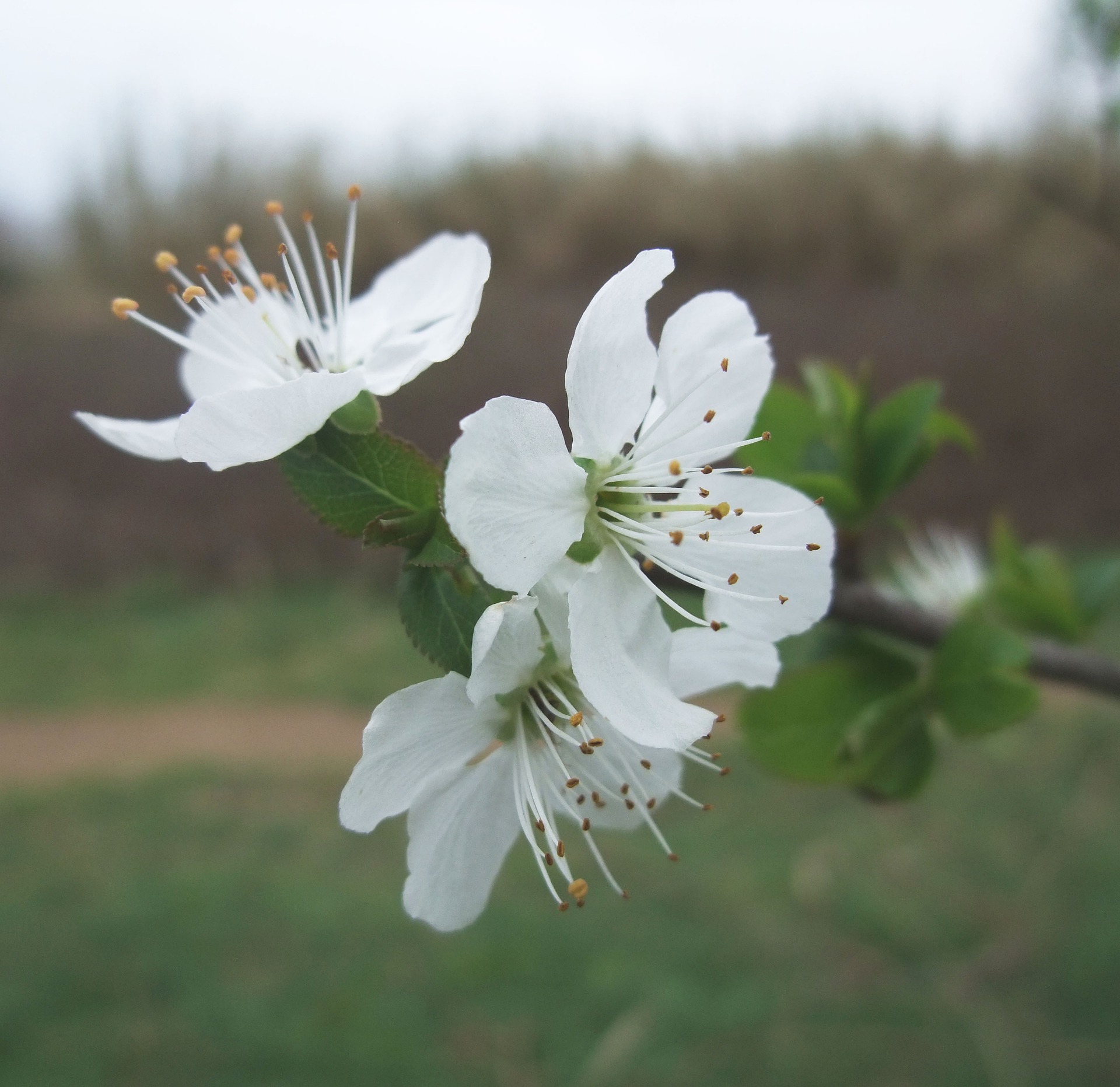 fiore Crab Apple melo selvatico