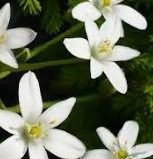 Star of Bethlehem