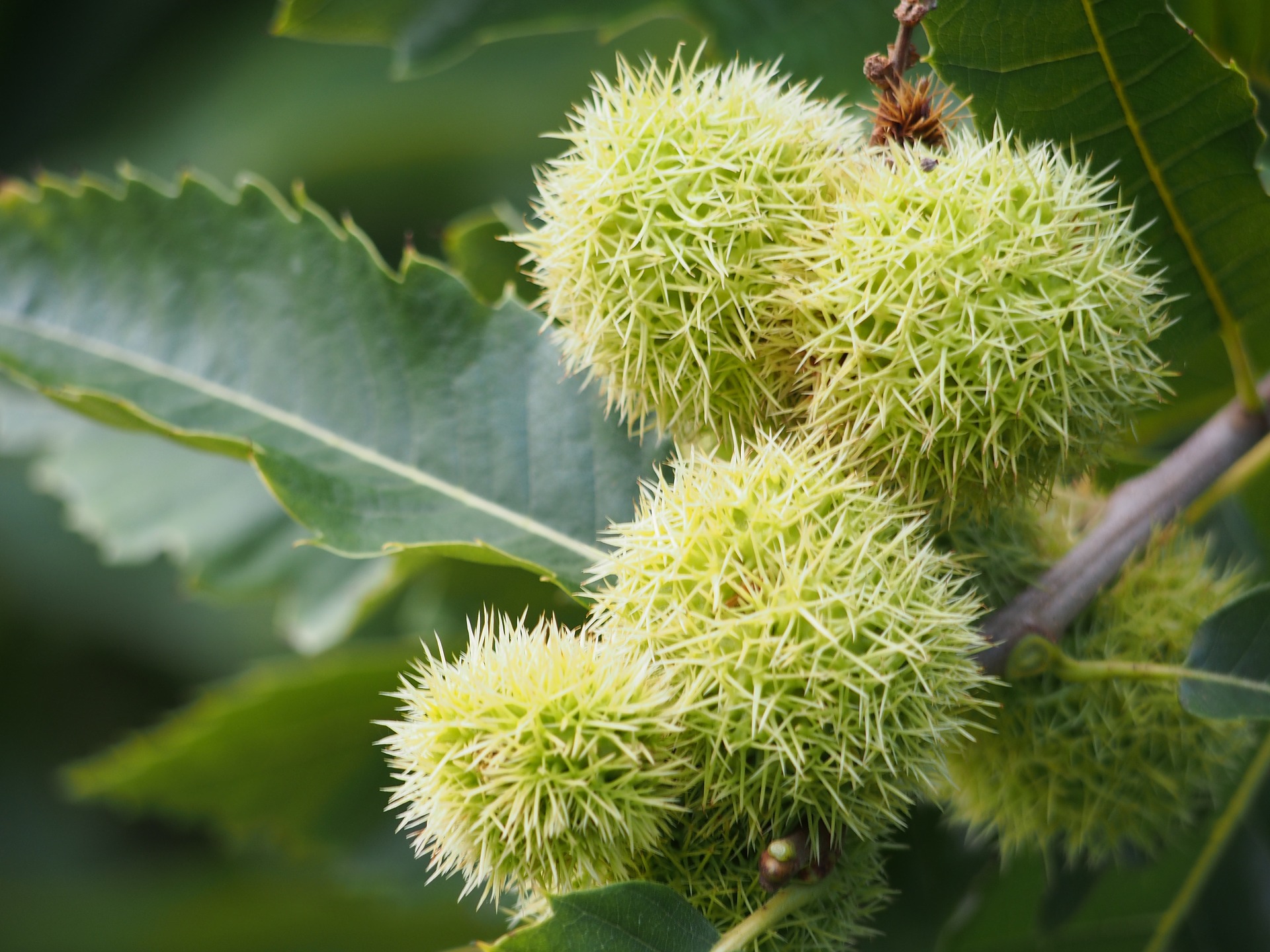 fiore Sweet Chestnut castagno dolce