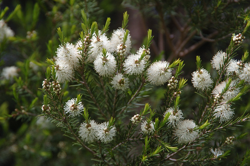 pianta tea tree