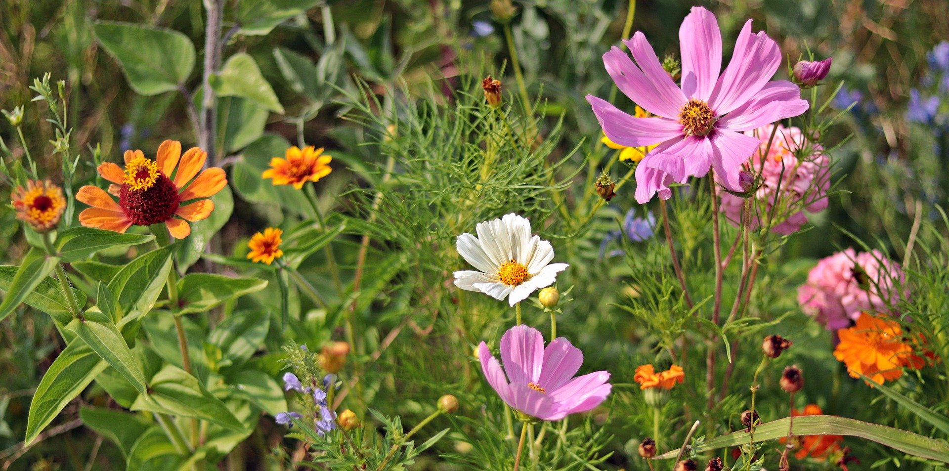 floriterapia: fiori selvatici