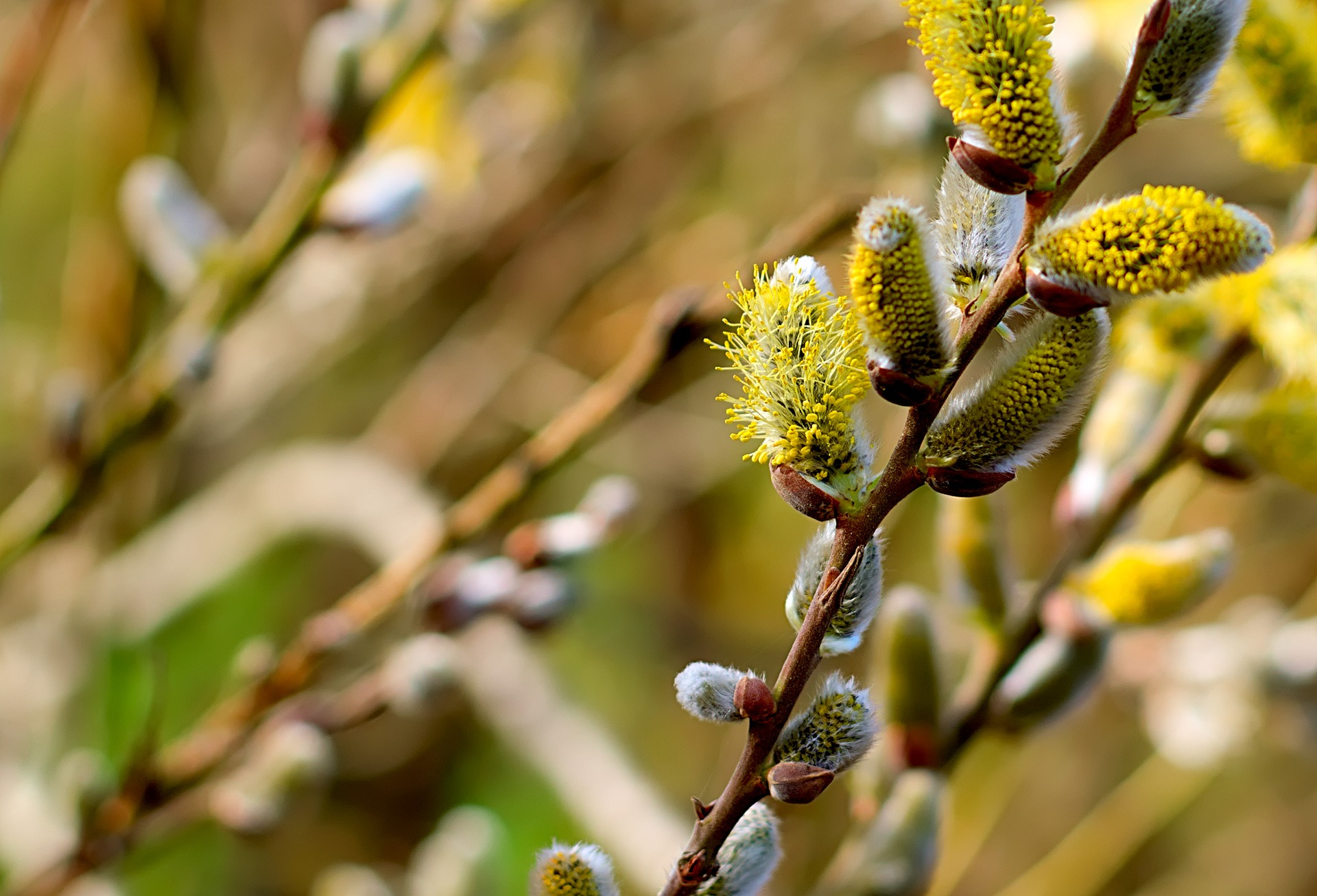 fiore di Willow Salice