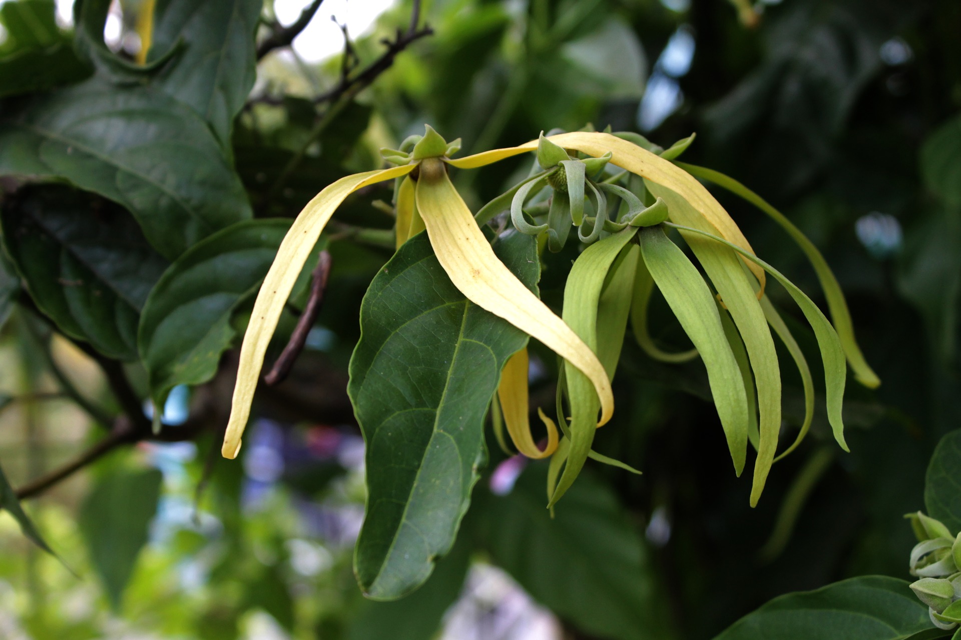 pianta ylang ylang