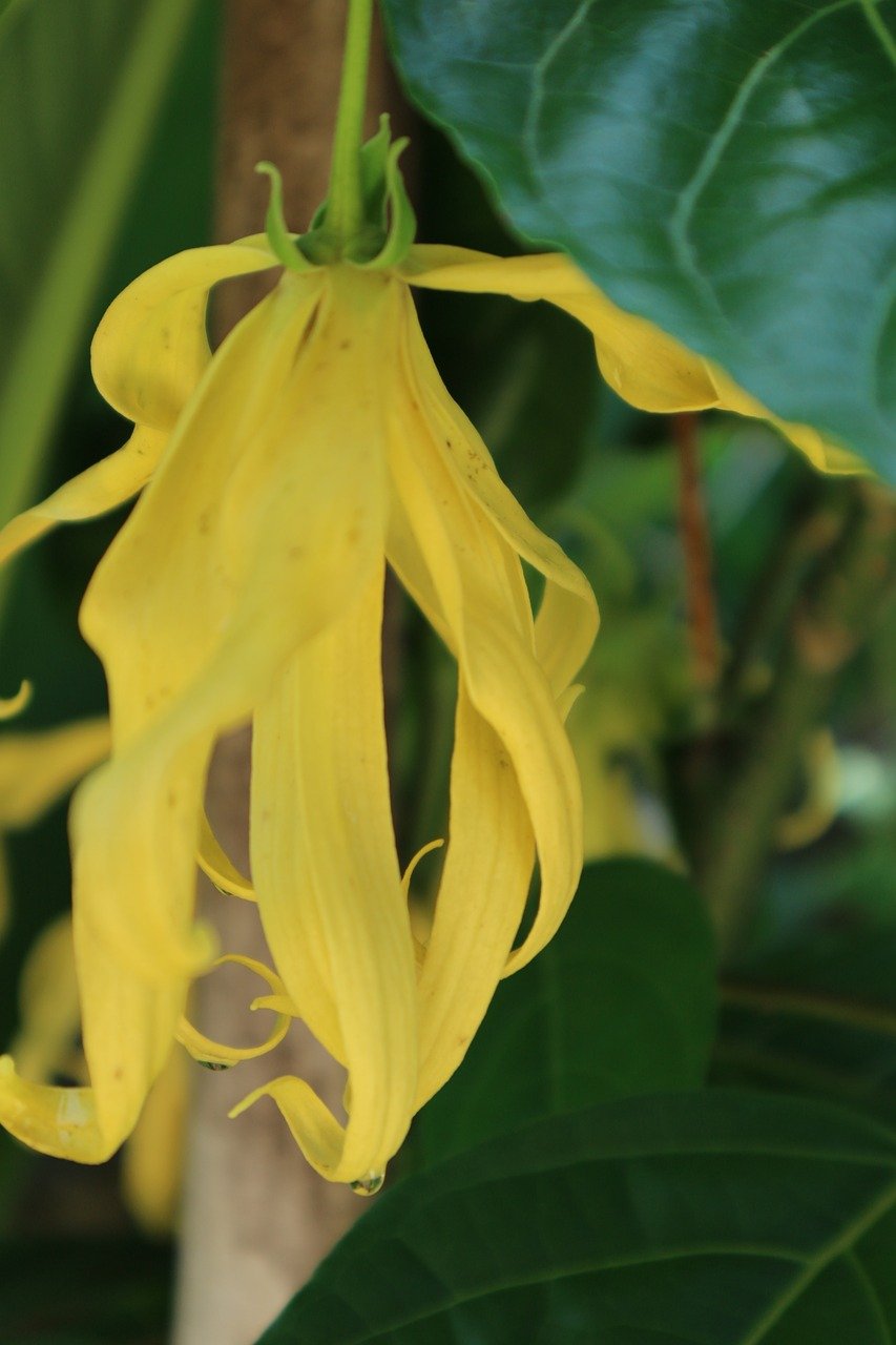 fiore ylang ylang